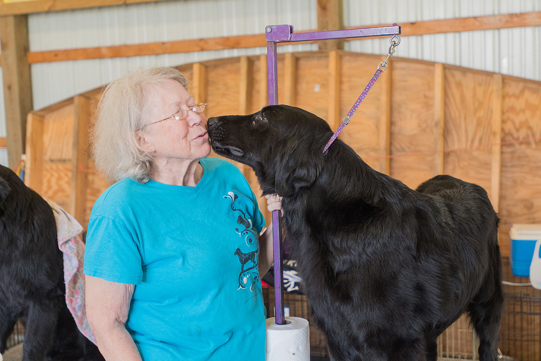 Dog Show 9